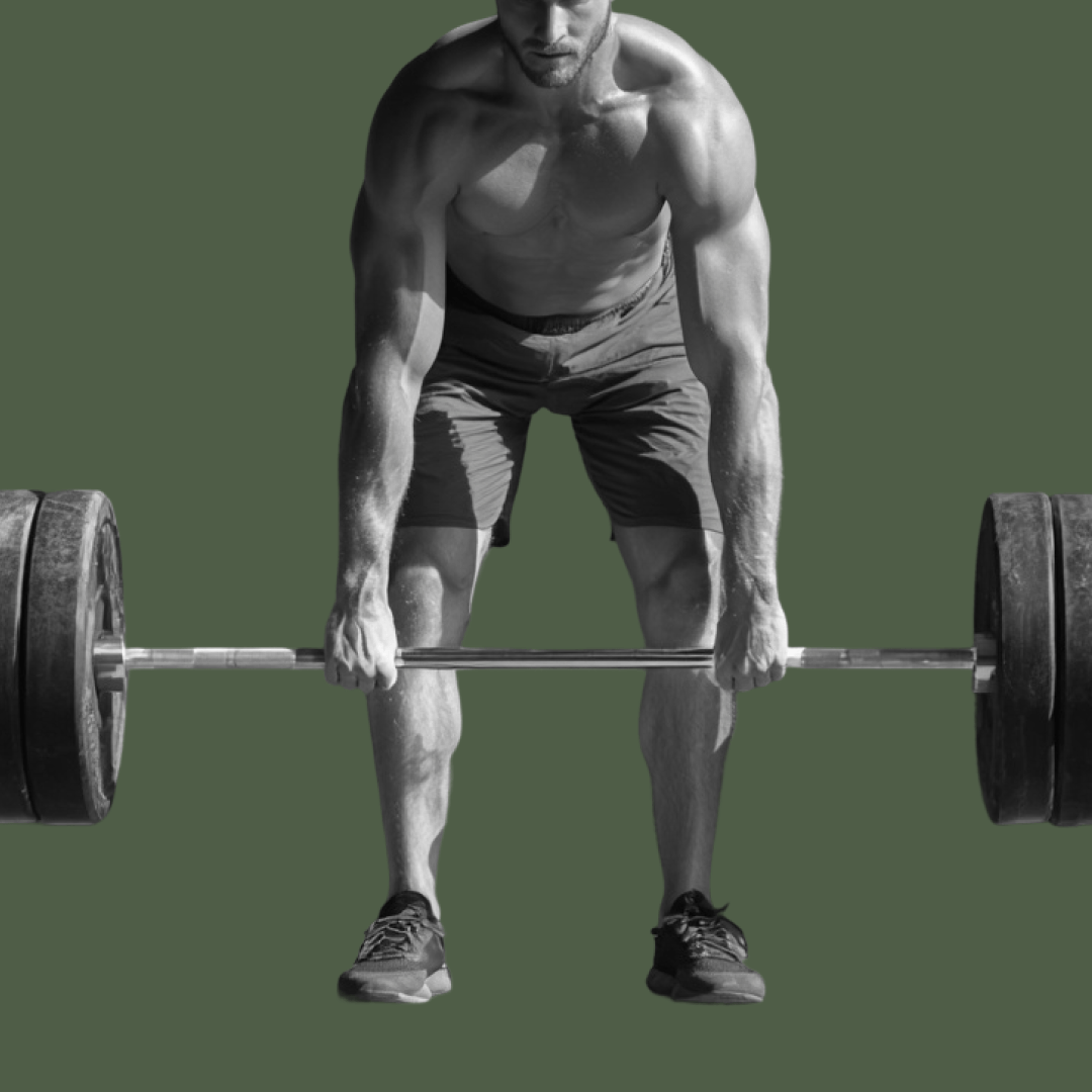 Sheiko Beginner Program